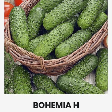 AGURKAI PAPRASTIEJI TRUMPAVAISIAI BOHEMIA H