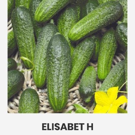 AGURKAI PAPRASTIEJI TRUMPAVAISIAI ELISABET H