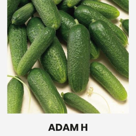 AGURKAI PAPR.TRUMPAVAISIAI ADAM H