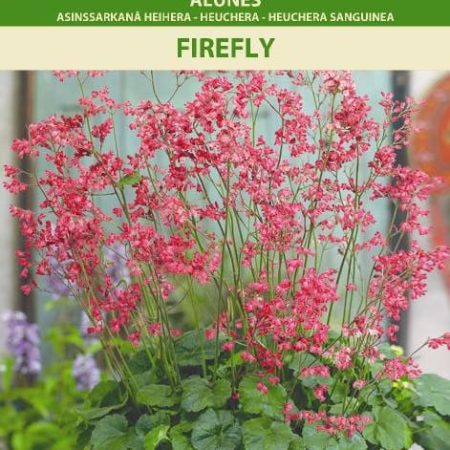 ALŪNĖS FIREFLY