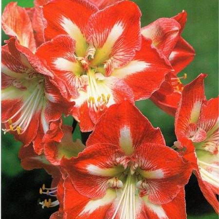 AMARILIAI SHOWBOX AMARYLLIS MEILENIAI 1