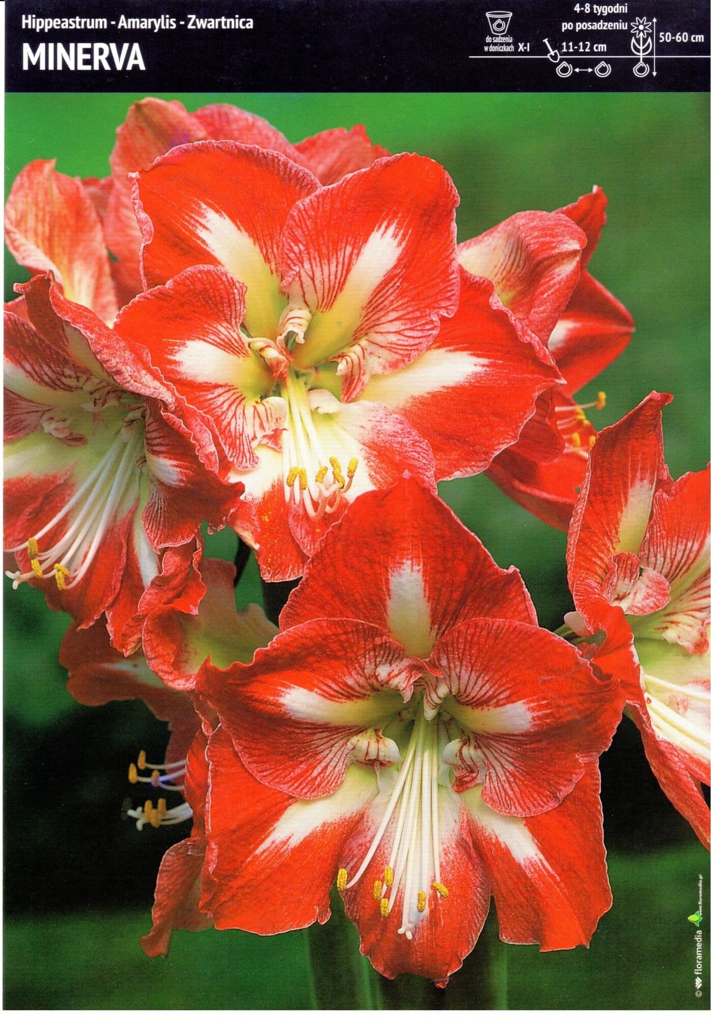AMARILIAI SHOWBOX AMARYLLIS MEILENIAI 1