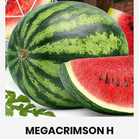 ARBŪZAI TIKRIEJI MEGACRIMSON H