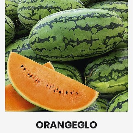ARBŪZAI TIKRIEJI ORANGEGLO