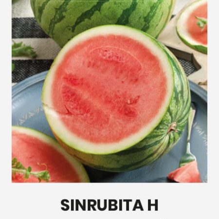 ARBŪZAI TIKRIEJI SINRUBITA H
