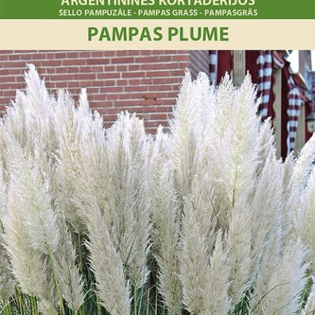 ARGENTININĖS KORTADERIJOS PAMPAS PLUME