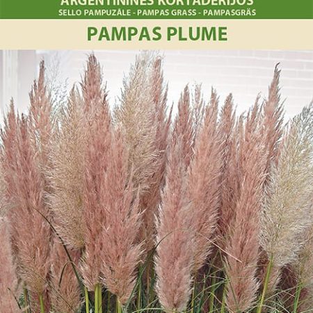 ARGENTININĖS KORTADERIJOS PAMPAS PLUME PINK