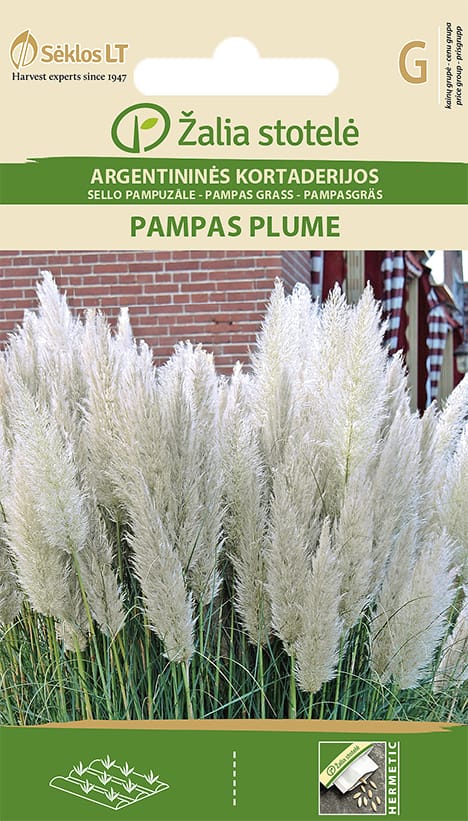 ARGENTININĖS KORTADERIJOS PAMPAS PLUME
