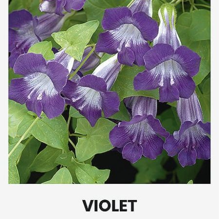 AZARINOS LAIPIOJANČIOS VIOLET