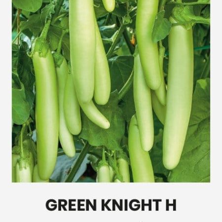 BAKLAŽANAI GREEN KNIGHT H