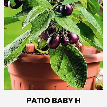 BAKLAŽANAI PATIO BABY H