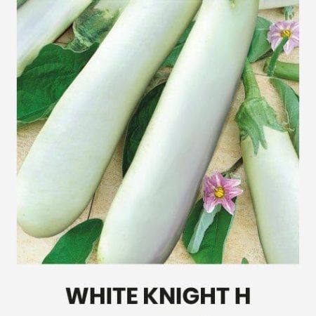 BAKLAŽANAI WHITE KNIGHT H