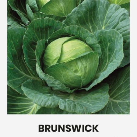 BALTIEJI GŪŽINIAI KOPŪSTAI BRUNSWICK