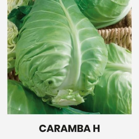 BALTIEJI GŪŽINIAI KOPŪSTAI CARAMBA H