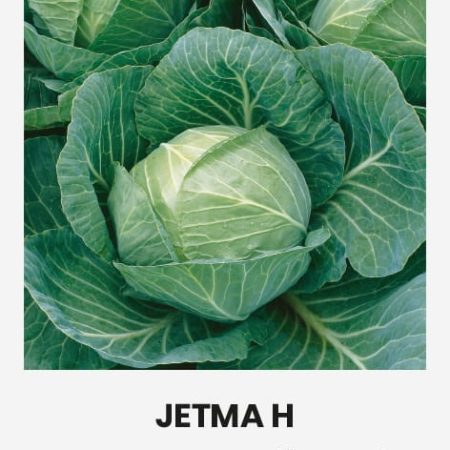 BALTIEJI GŪŽINIAI KOPŪSTAI JETMA H