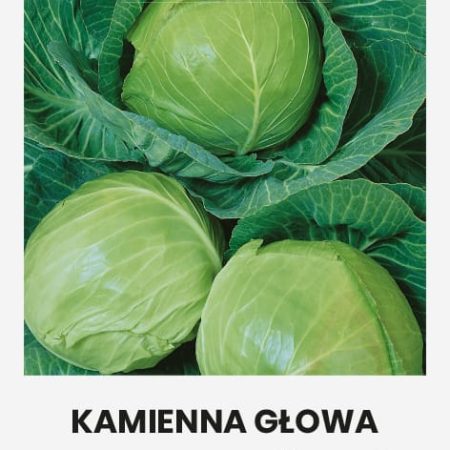 BALTIEJI GŪŽINIAI KOPŪSTAI KAMIENNA GLOWA