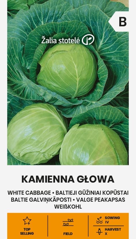 BALTIEJI GŪŽINIAI KOPŪSTAI KAMIENNA GLOWA