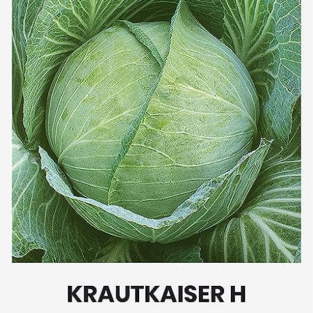 BALTIEJI GŪŽINIAI KOPŪSTAI KRAUTKAISER H