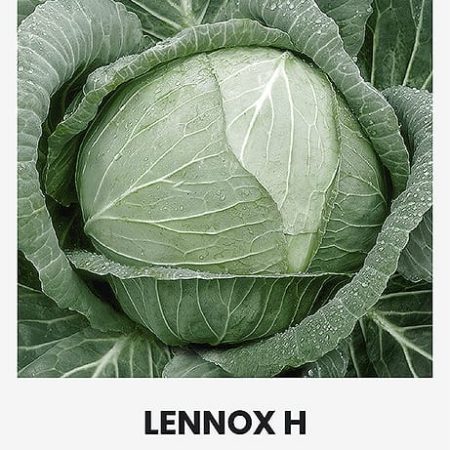 BALTIEJI GŪŽINIAI KOPŪSTAI LENNOX H