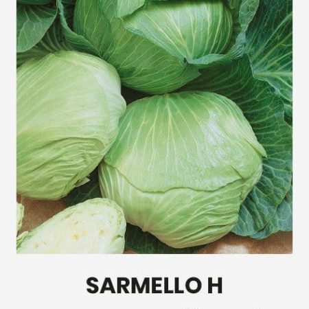 BALTIEJI GŪŽINIAI KOPŪSTAI SARMELLO H