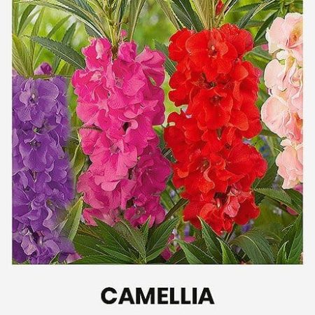 BALZAMINĖS SPRIGĖS CAMELLIA