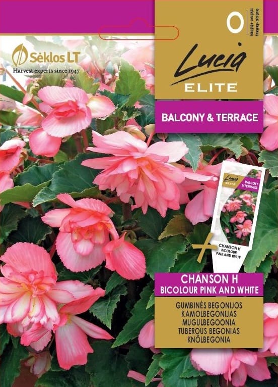 BEGONIJOS GUMBINĖS CHANSON H BICOLOUR PINK AND WHITE
