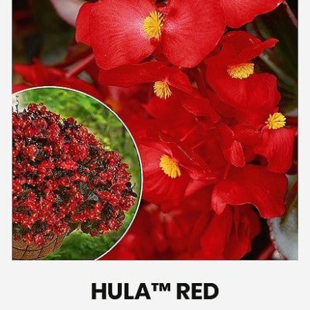 BEGONIJOS TARPRŪŠINĖS HULA™ RED