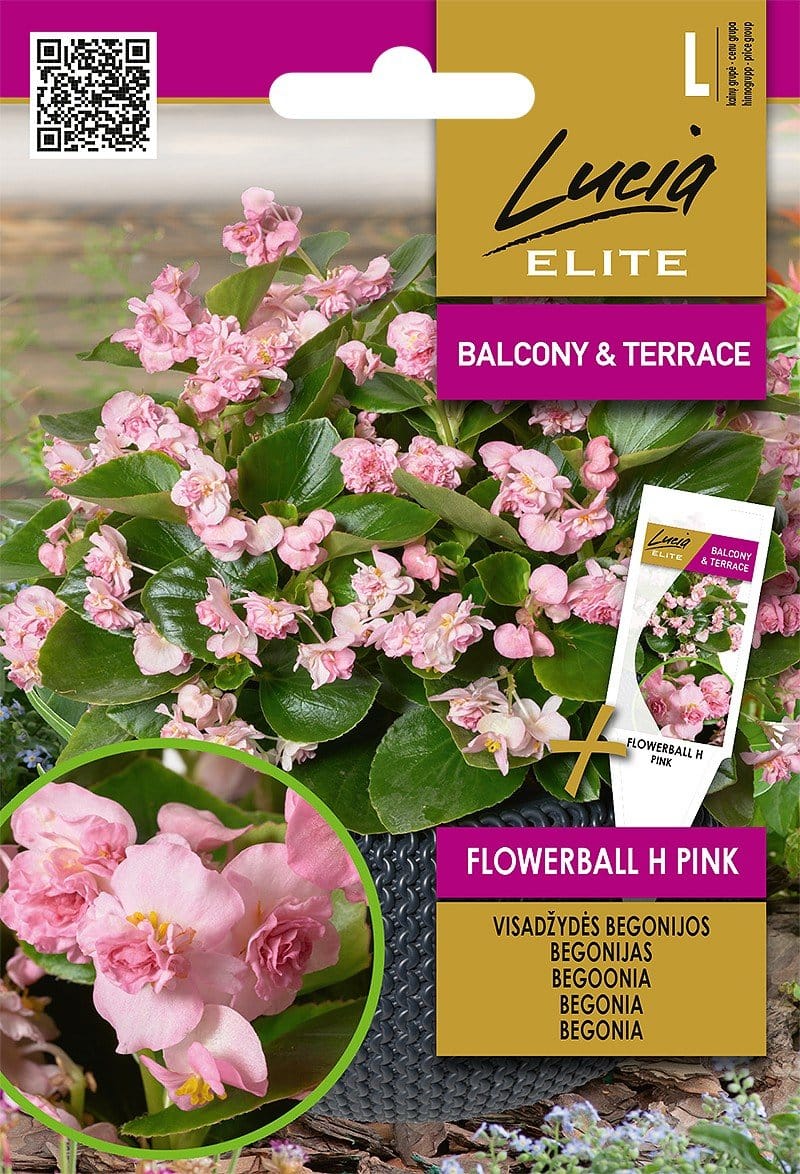 BEGONIJOS VISADŽYDĖS FLOWERBALL H PINK