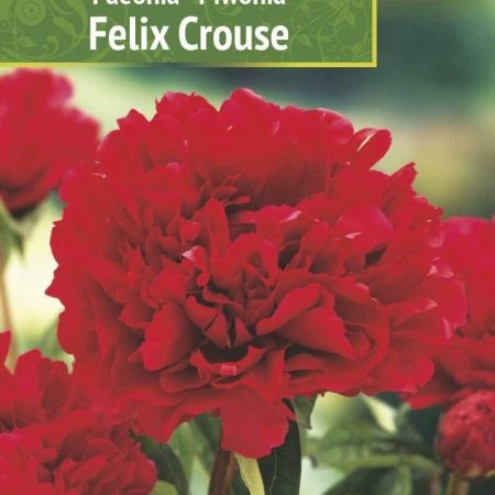 BIJŪNAI PUIKIEJI FELIX CROUSE