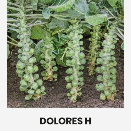 BRIUSELIO KOPŪSTAI DOLORES H