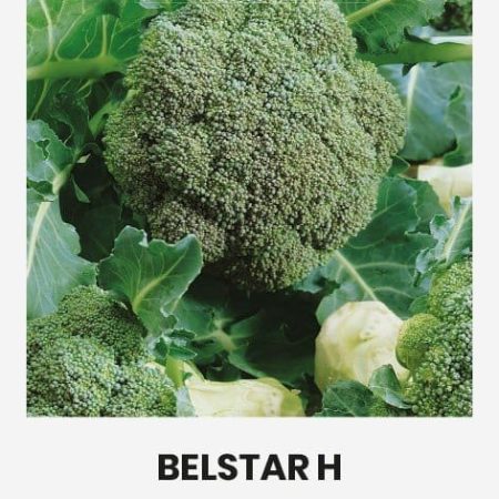 BROKOLIAI BELSTAR H