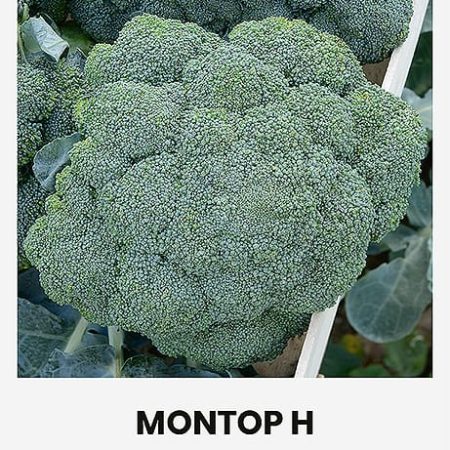 BROKOLIAI MONTOP H