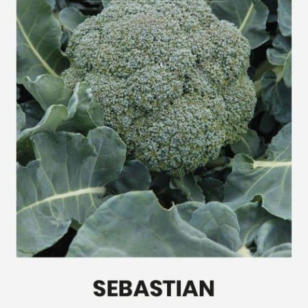 BROKOLIAI SEBASTIAN