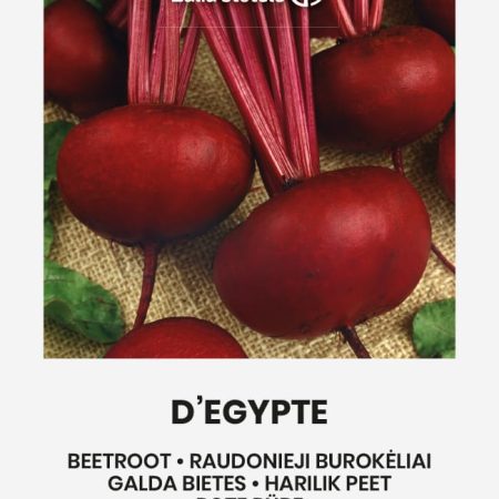BUROKĖLIAI RAUDONIEJI D EGYPTE
