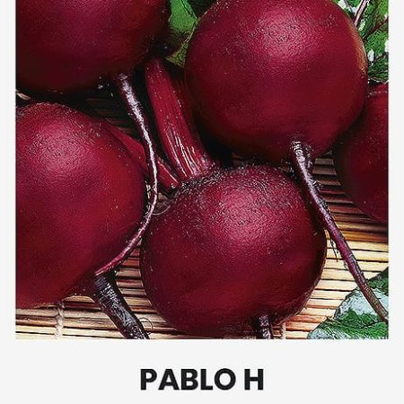 BUROKĖLIAI RAUDONIEJI PABLO H