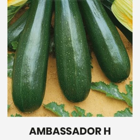 CUKINIJOS AMBASSADOR H