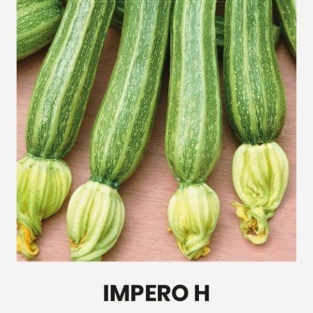 CUKINIJOS IMPERO H