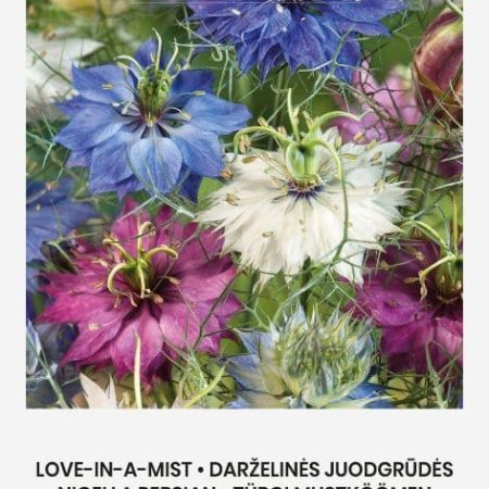 DARŽELINĖS JUODGRŪDĖS