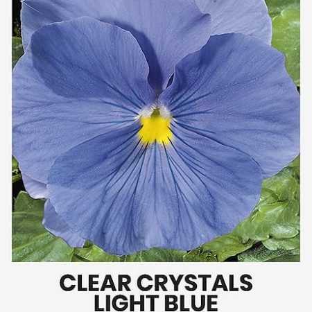 DARŽELINĖS NAŠLAITĖS CLEAR CRYSTALS LIGHT BLUE