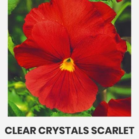 DARŽELINĖS NAŠLAITĖS CLEAR CRYSTALS SCARLET