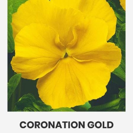 DARŽELINĖS NAŠLAITĖS CORONATION GOLD