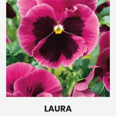 DARŽELINĖS NAŠLAITĖS LAURA