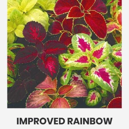 DARŽELINIAI MARGENIAI IMPROVED RAINBOW