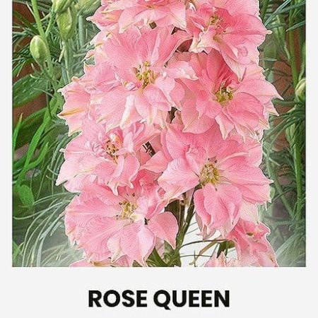 DARŽELINIAI RAGUOLIAI ROSE QUEEN