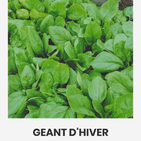 DARŽINIAI ŠPINATAI GEANT D HIVER