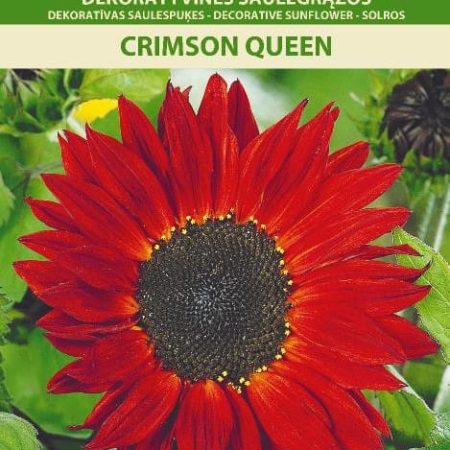 DEKORATYVINĖS SAULĖGRĄŽOS CRIMSON QUEEN