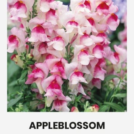 DIDIEJI ŽIOVEINIAI APPLEBLOSSOM