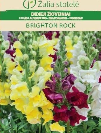 DIDIEJI ŽIOVEINIAI BRIGHTON ROCK