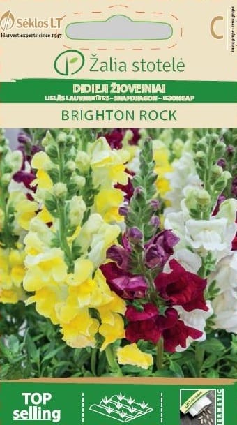 DIDIEJI ŽIOVEINIAI BRIGHTON ROCK