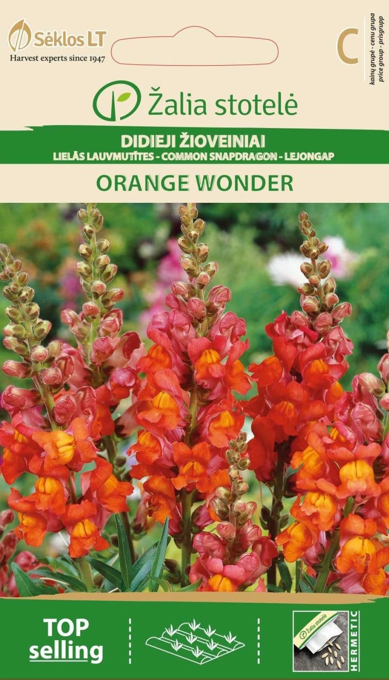 DIDIEJI ŽIOVEINIAI ORANGE WONDER